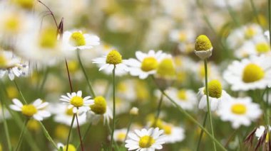 Baharda Ukrayna 'da bir tarlada papatyalar, kır çiçekleri, çiçekli arka planlar.
