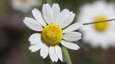 Baharda Ukrayna 'da bir tarlada papatyalar, kır çiçekleri, çiçekli arka planlar.