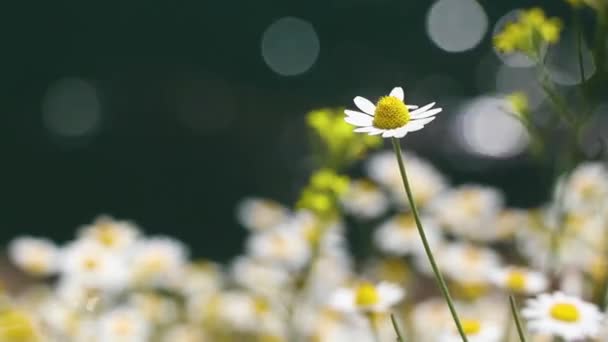 Veld Madeliefjes Een Veld Het Voorjaar Oekraïne Wilde Bloemen Bloemen — Stockvideo