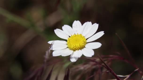 Veld Madeliefjes Een Veld Het Voorjaar Oekraïne Wilde Bloemen Bloemen — Stockvideo