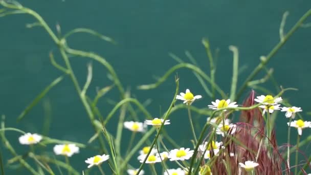 Pola Stokrotki Polu Wiosnę Ukrainie Dzikie Kwiaty Kwiatowe Tło — Wideo stockowe