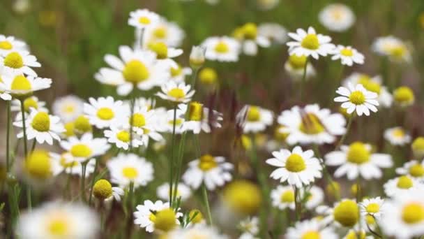ウクライナの春のフィールドでのフィールドのデイジー 野の花 花の背景 — ストック動画