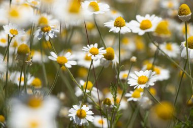 Baharda Ukrayna 'da bir tarlada papatyalar, kır çiçekleri, çiçekli arka planlar.