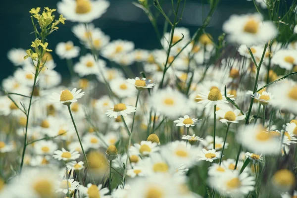 Field Daisies Field Spring Ukraine Wildflowers Floral Background — Stock Photo, Image