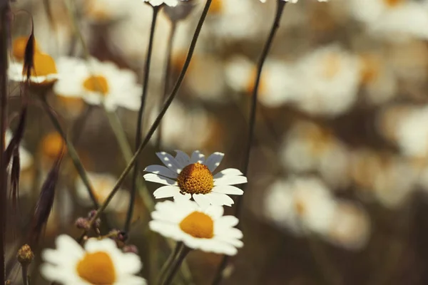 Field Daisies Field Spring Ukraine Wildflowers Floral Background — Stock Photo, Image