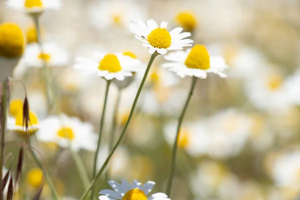 Margaridas Campo Campo Primavera Ucrânia Flores Silvestres Fundo Floral — Fotografia de Stock