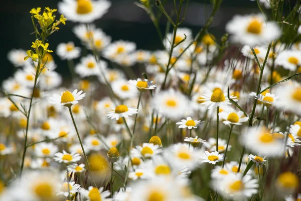 field daisies in a field in spring in Ukraine, wildflowers, floral background