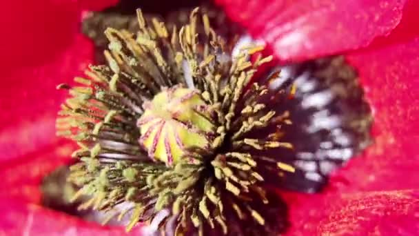 罂粟花在田野里的阳光下在风中密闭 花朵背景 — 图库视频影像