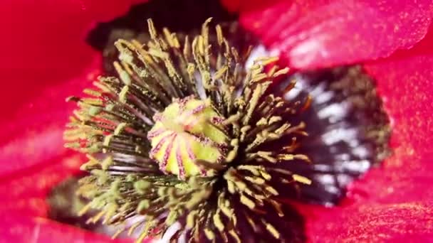 Flor Papoula Campo Sol Vento Close Fundo Floral Papoilas — Vídeo de Stock