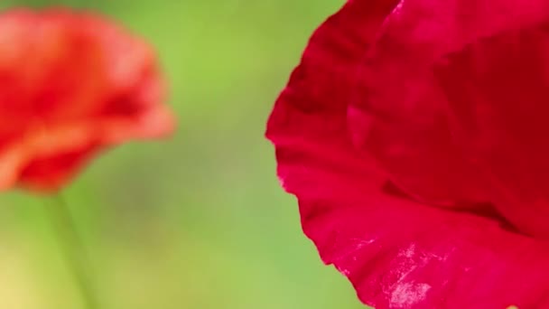 Παπαρούνας Λουλούδι Ένα Πεδίο Στον Ήλιο Στον Άνεμο Close Floral — Αρχείο Βίντεο