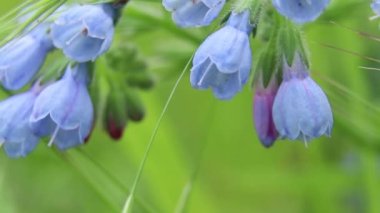 Virginia Bluebell 'in güneşte bir tarlada, rüzgarda, yakın planda, çiçekli arka planda, mavi çanlar