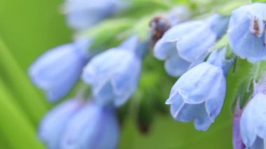 Virginia Bluebell 'in güneşte bir tarlada, rüzgarda, yakın planda, çiçekli arka planda, mavi çanlar