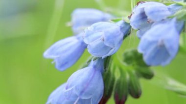 Virginia Bluebell 'in güneşte bir tarlada, rüzgarda, yakın planda, çiçekli arka planda, mavi çanlar