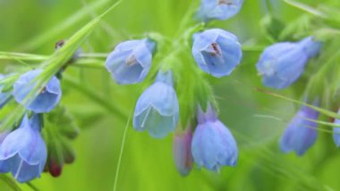 Virginia Bluebell 'in güneşte bir tarlada, rüzgarda, yakın planda, çiçekli arka planda, mavi çanlar