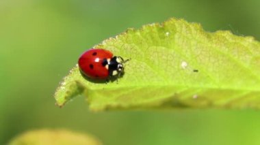Yedi benekli uğur kuşu Ukrayna 'da baharda rüzgarda yeşil bir yaprağın üzerinde oturur.