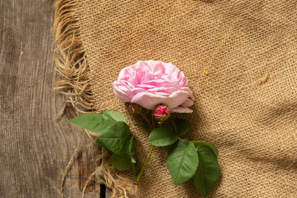 Różowe Róże Drewnianym Starym Stole Jutrze Tło Kwiatowe Róże — Zdjęcie stockowe