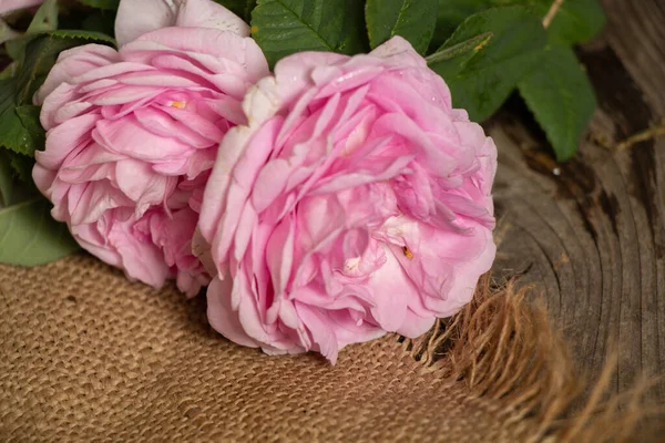 木の古いテーブルの上のピンクのバラ 花の背景 — ストック写真