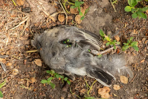 Martwy Ptak Leży Lesie Ziemi Natura — Zdjęcie stockowe