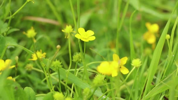 Groen Gras Een Veld Het Voorjaar Zon Natuur Van Oekraïne — Stockvideo