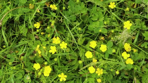 Green Grass Field Spring Sun Nature Ukraine — Stock Video