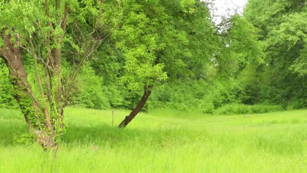 우크라 이나의 햇살을 받으며 나무들 속에서 봄에는 나무들 과푸른 풀들이 — 비디오
