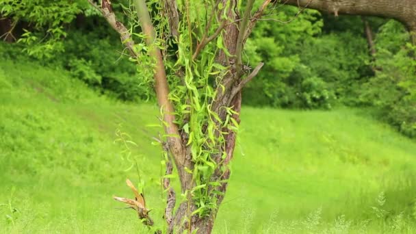 Claro Con Árboles Hierba Verde Primavera Sol Mañana Ucrania Bosque — Vídeos de Stock