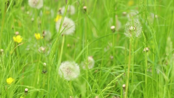 Dandelion Sun Field Spring Macro Photo Flower Background Dandelion Seed — Stock Video