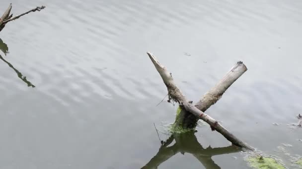 ウクライナのドニエプル川の古い乾燥した木 川の表面にある木 — ストック動画