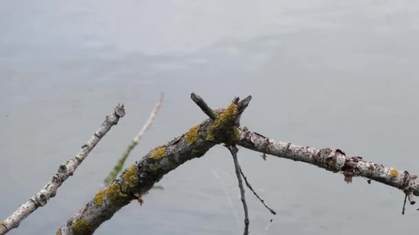 Ukrayna Daki Dinyeper Nehrindeki Eski Kuru Ağaç Nehrin Yüzeyindeki Ağaç — Stok video