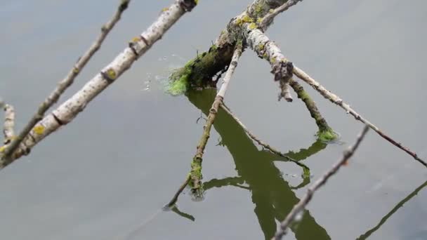 Alter Trockener Baum Dnjepr Der Ukraine Baum Auf Der Flussoberfläche — Stockvideo