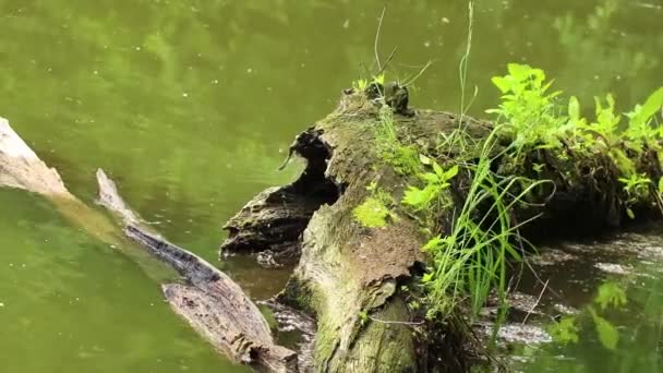 Old Dry Tree Dnieper River Ukraine Tree Surface River Nature — Stock Video