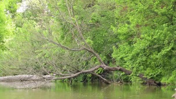 Viejo Árbol Seco Río Dnieper Ucrania Árbol Superficie Del Río — Vídeos de Stock