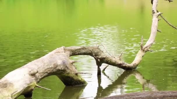 Viejo Árbol Seco Río Dnieper Ucrania Árbol Superficie Del Río — Vídeo de stock