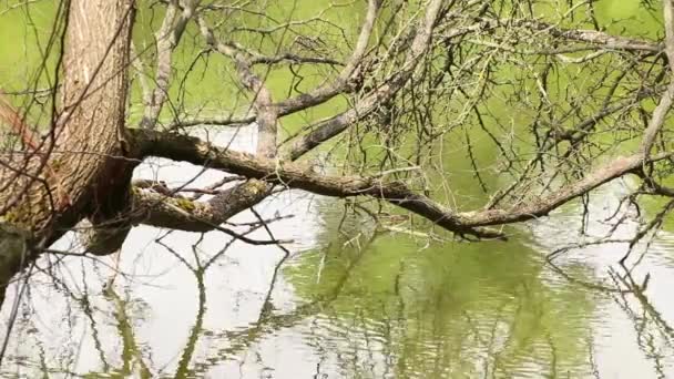 Alter Trockener Baum Dnjepr Der Ukraine Baum Auf Der Flussoberfläche — Stockvideo