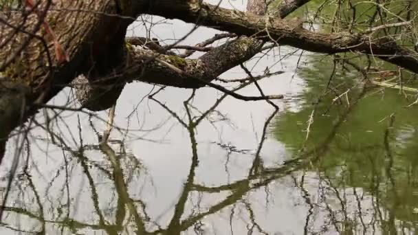 Copac Uscat Vechi Râul Nipru Din Ucraina Copac Suprafața Râului — Videoclip de stoc