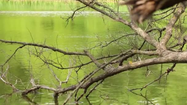 Viejo Árbol Seco Río Dnieper Ucrania Árbol Superficie Del Río — Vídeo de stock