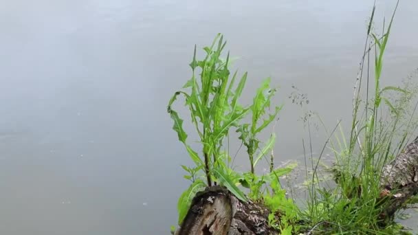 Viejo Árbol Seco Río Dnieper Ucrania Árbol Superficie Del Río — Vídeo de stock