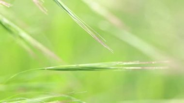 yeşil çimenler rüzgarda savruluyor makro güneş videosu, yeşil çimen arka plan