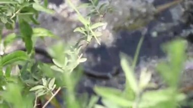 Yılan Ukrayna 'daki çalılıklarda nehirde yüzer, doğa 