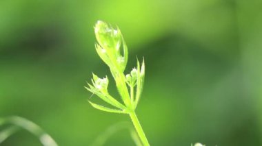 Baharda güneşte bir tarlada yeşil çimen, makro video 