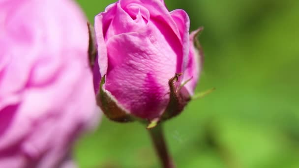Tufiș Trandafir Roz Soare Primăvara Flori Trandafir — Videoclip de stoc