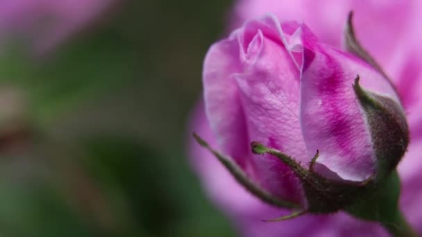 Krzew Różową Różą Słońcu Wiosną Kwiaty Róży — Wideo stockowe