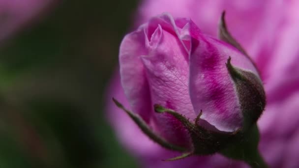 Buske Med Rosa Ros Solen Våren Ros Blommor — Stockvideo