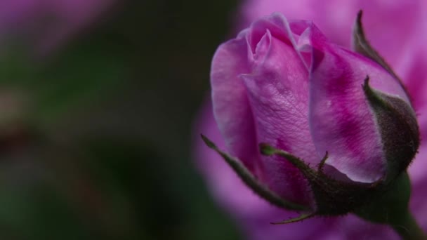 Arbusto Com Rosa Rosa Sol Primavera Flores Rosa — Vídeo de Stock