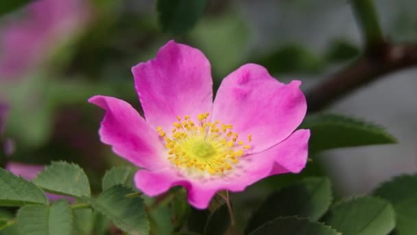 Arbusto Con Rosa Sol Primavera Flores Rosa — Vídeo de stock