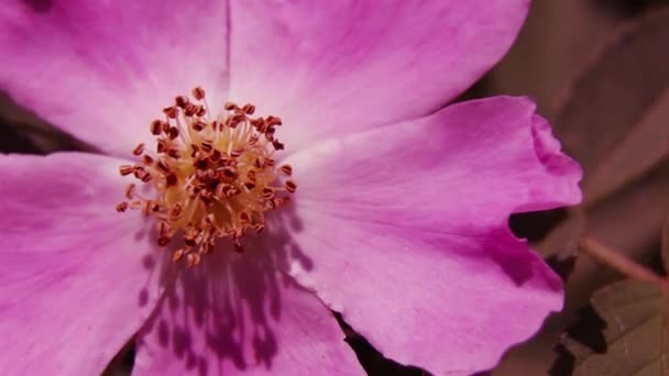 Arbusto Con Rosa Sol Primavera Flores Rosa — Vídeo de stock