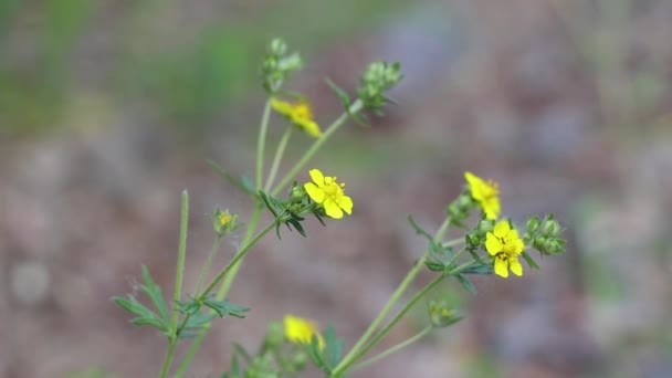 Groen Gras Een Veld Lente Zon Macro Video — Stockvideo