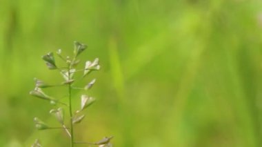 Baharda güneşte bir tarlada yeşil çimen, makro video 