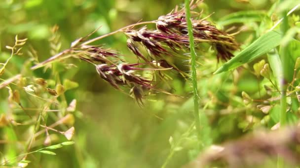 Groen Gras Een Veld Lente Zon Macro Video — Stockvideo