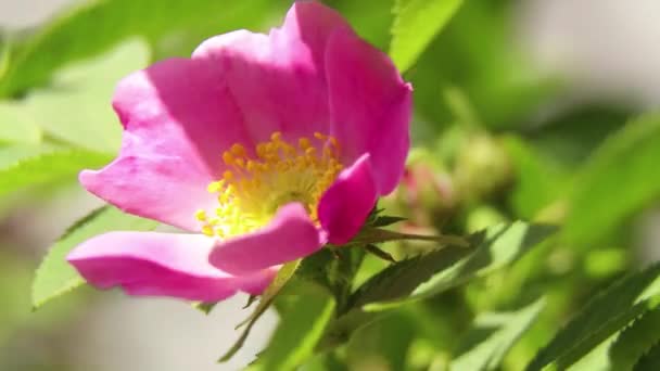 Buisson Avec Rose Rose Soleil Printemps Fleurs Roses — Video